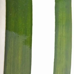 Pichets Et Vases|Céladon Paris Petit pichet | Vert Linhas